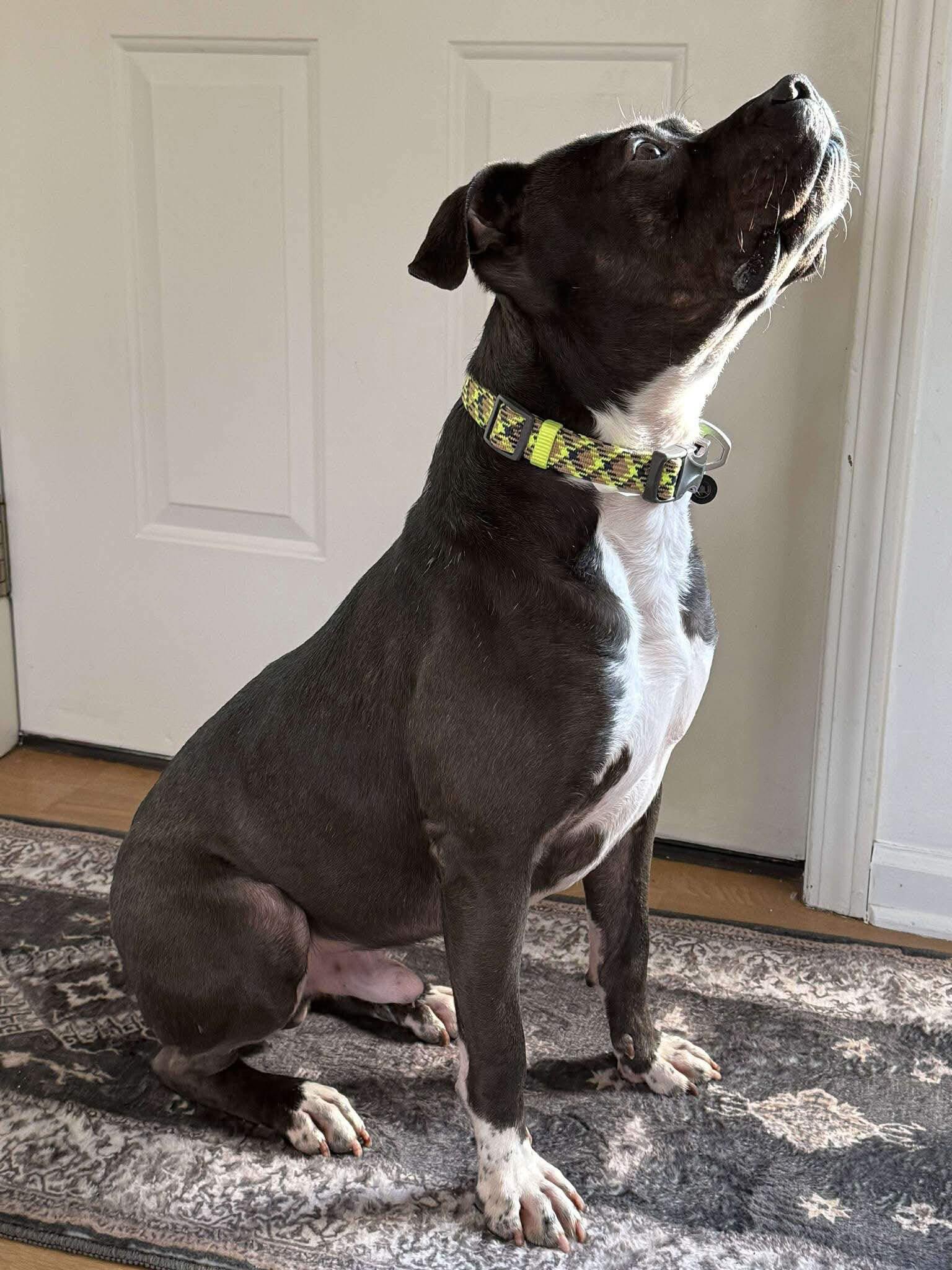 Enlarge Otis (AO33520), a Adoptable mixed breed in Kansas City, KS image 4/6