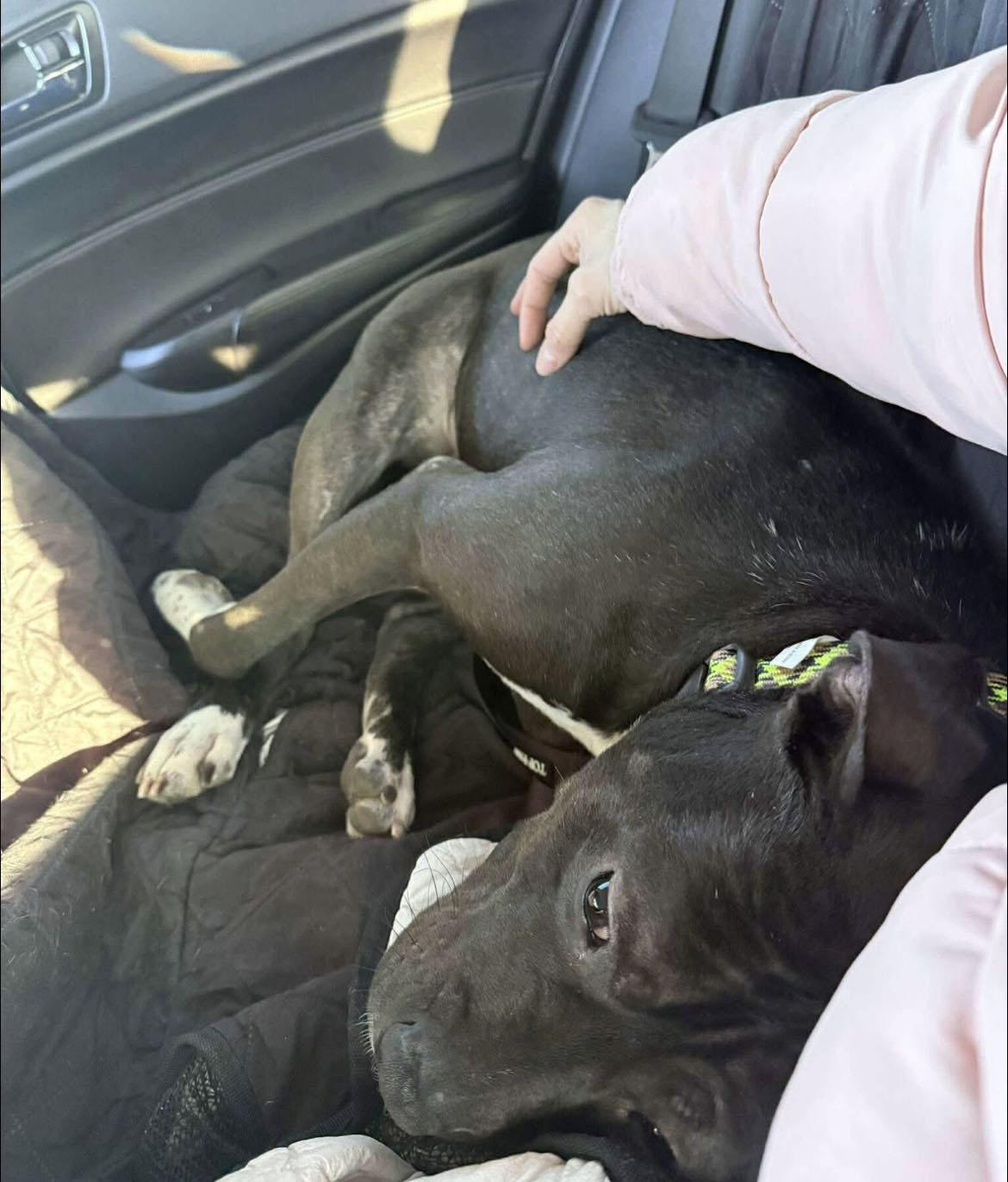 Enlarge Otis (AO33520), a Adoptable mixed breed in Kansas City, KS image 6/6