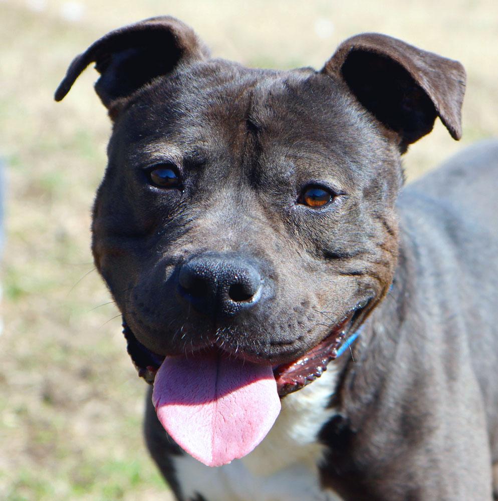Otis (AO33520), a Adoptable mixed breed in Kansas City, KS image 1/6