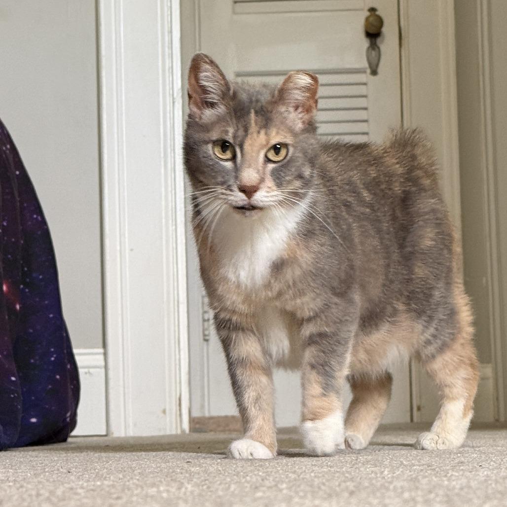 Enlarge Bunny, a Adoptable Domestic Short Hair in Lynchburg, VA image 1/1
