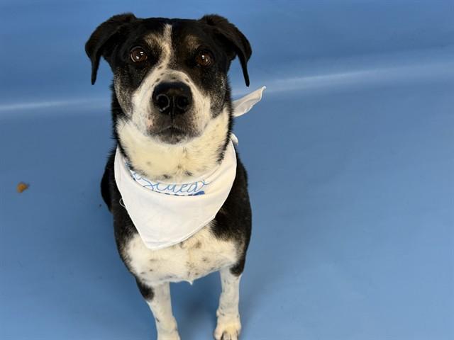 Enlarge HUNTER, a Adoptable mixed breed in Colorado Springs, CO image 1/1