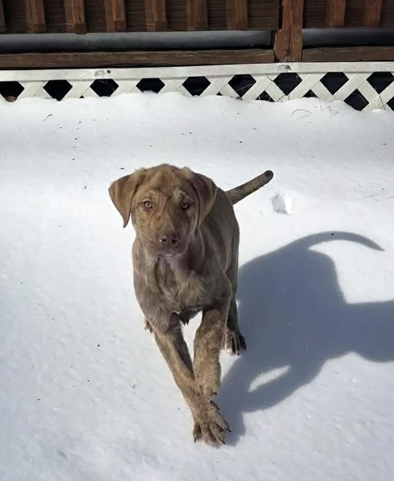 Dolly Plowton, adopted, Puppy Female Mixed Breed.