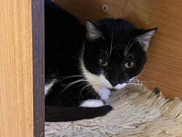 Allie, a Adoptable Domestic Short Hair in Escondido, CA image 1/2