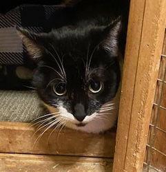 Allie, Adoptable, Young Female Domestic Short Hair.