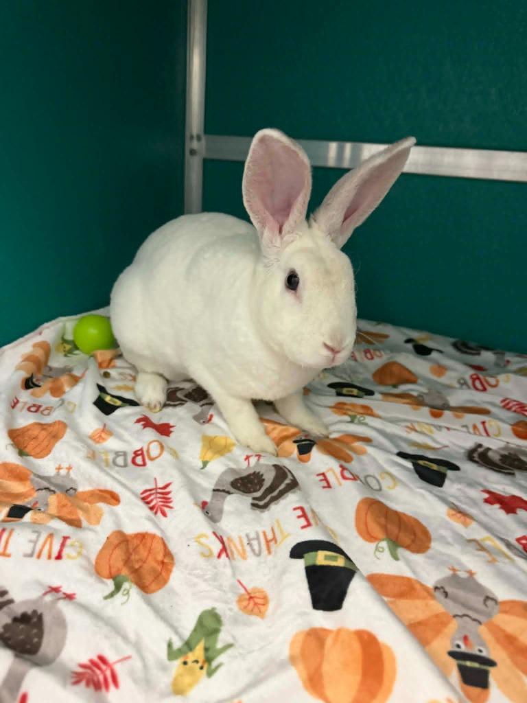 Enlarge Dove, a Adoptable American in Kodiak, AK image 2/2