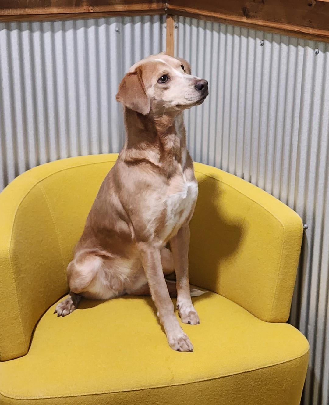 Enlarge Pippa, an adopted mixed breed in Point Pleasant, WV image 2/3