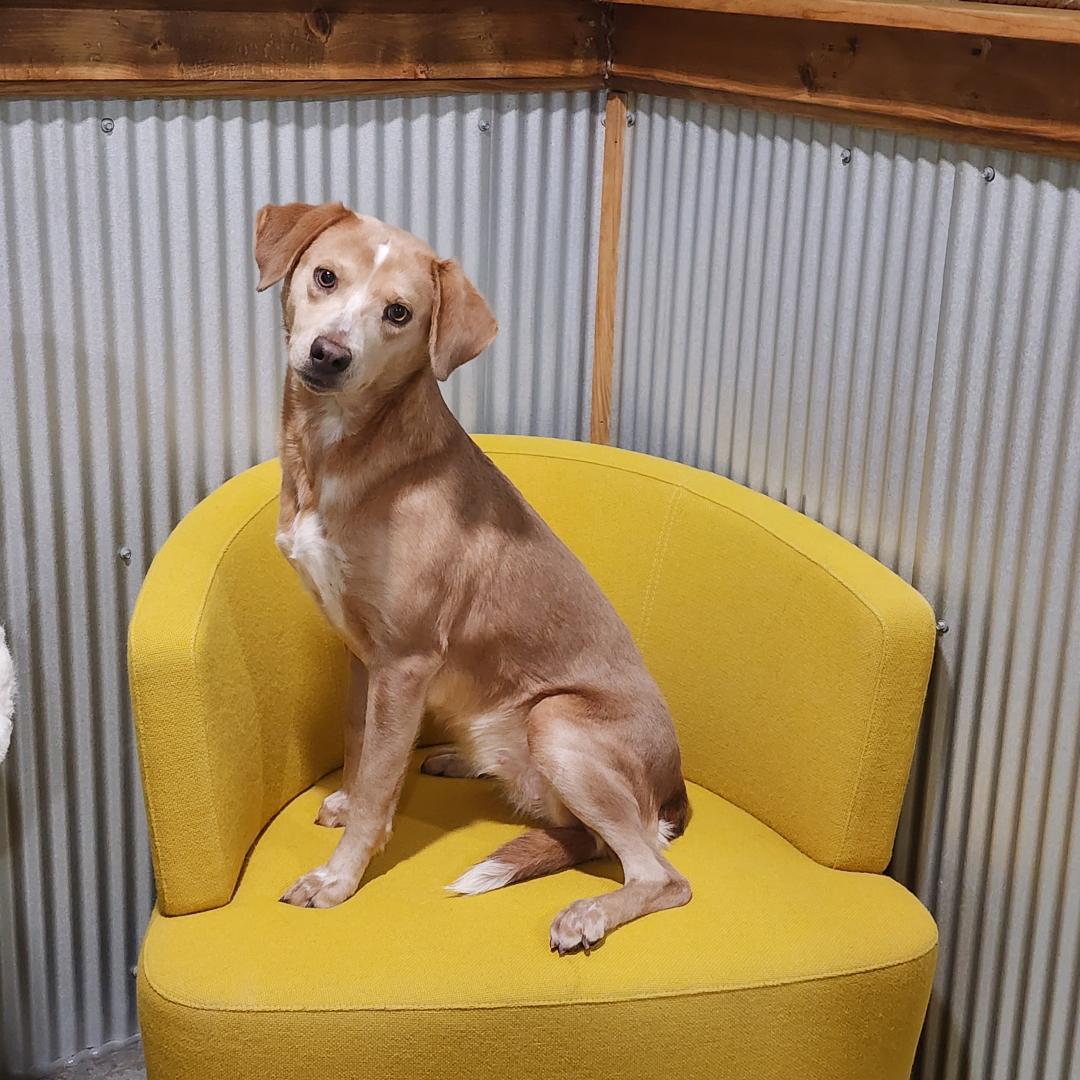 Pippa, adopted, Young Female Mixed Breed.