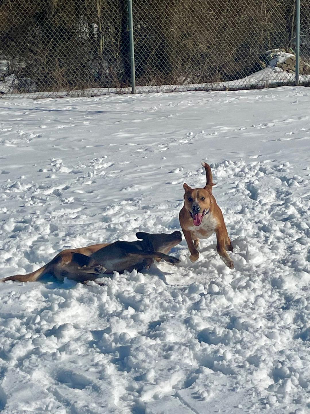 Enlarge Pippa, an adopted mixed breed in Point Pleasant, WV image 3/3
