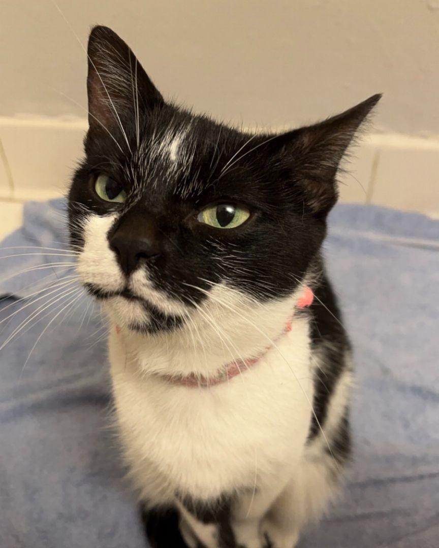 Alice, Adoptable, Adult Female Tuxedo.
