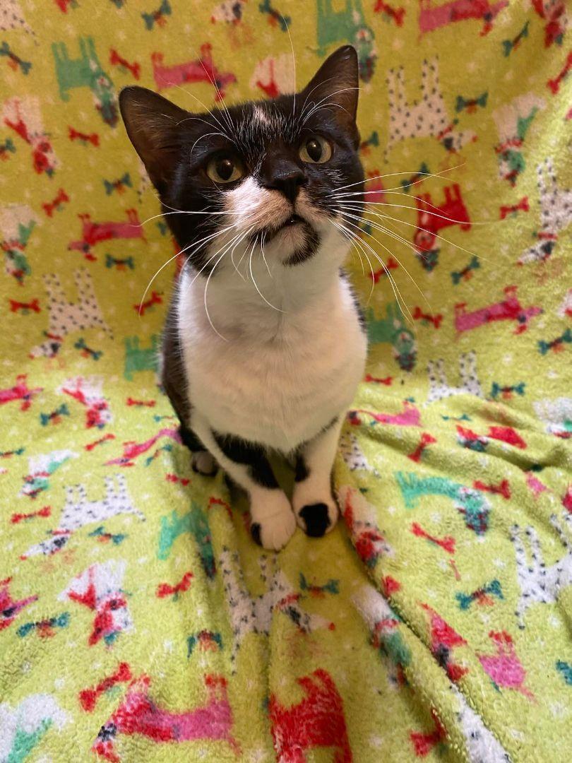 Enlarge Alice, a Adoptable Tuxedo in Burton, MI image 2/3
