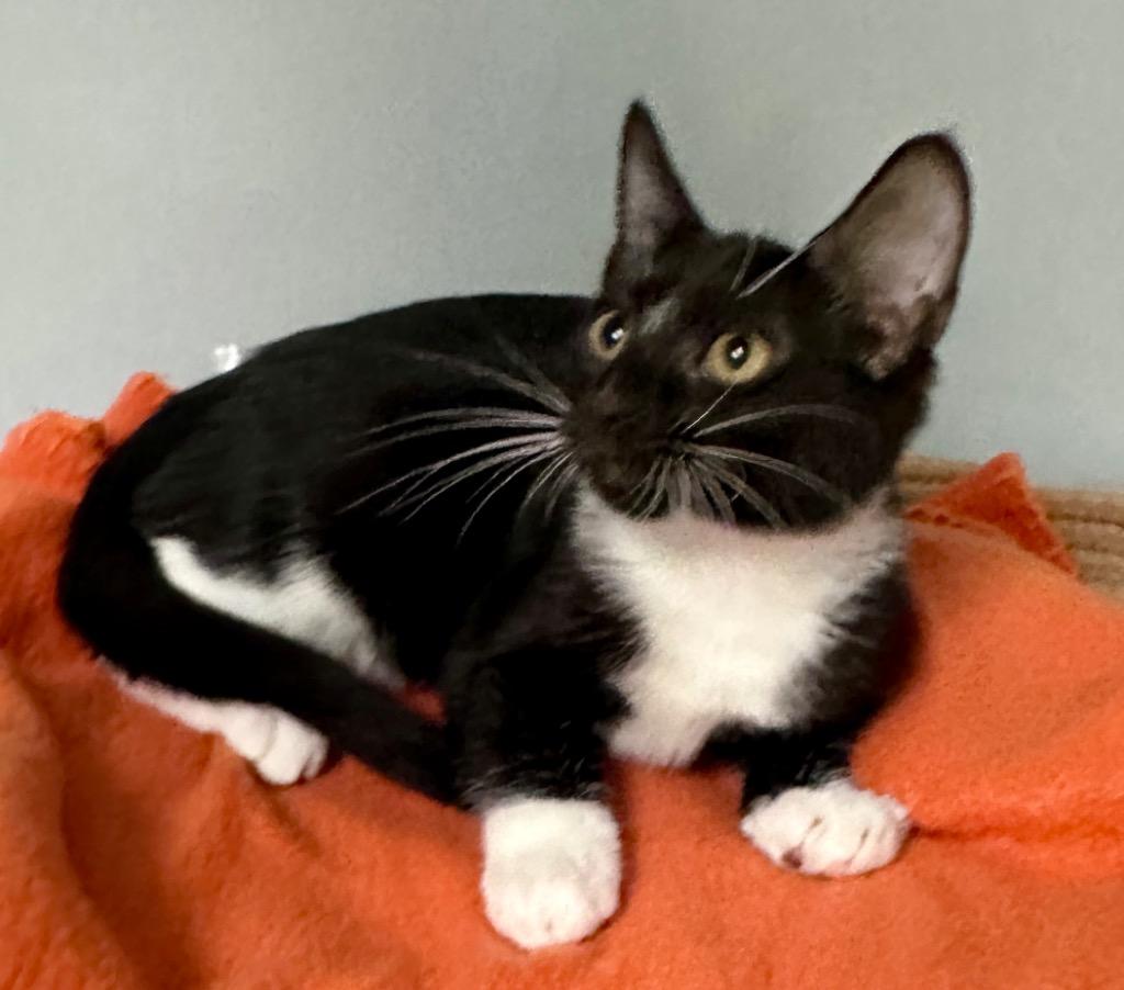 Enlarge Mikasa, a Adoptable mixed breed in Waynesville, MO image 1/1