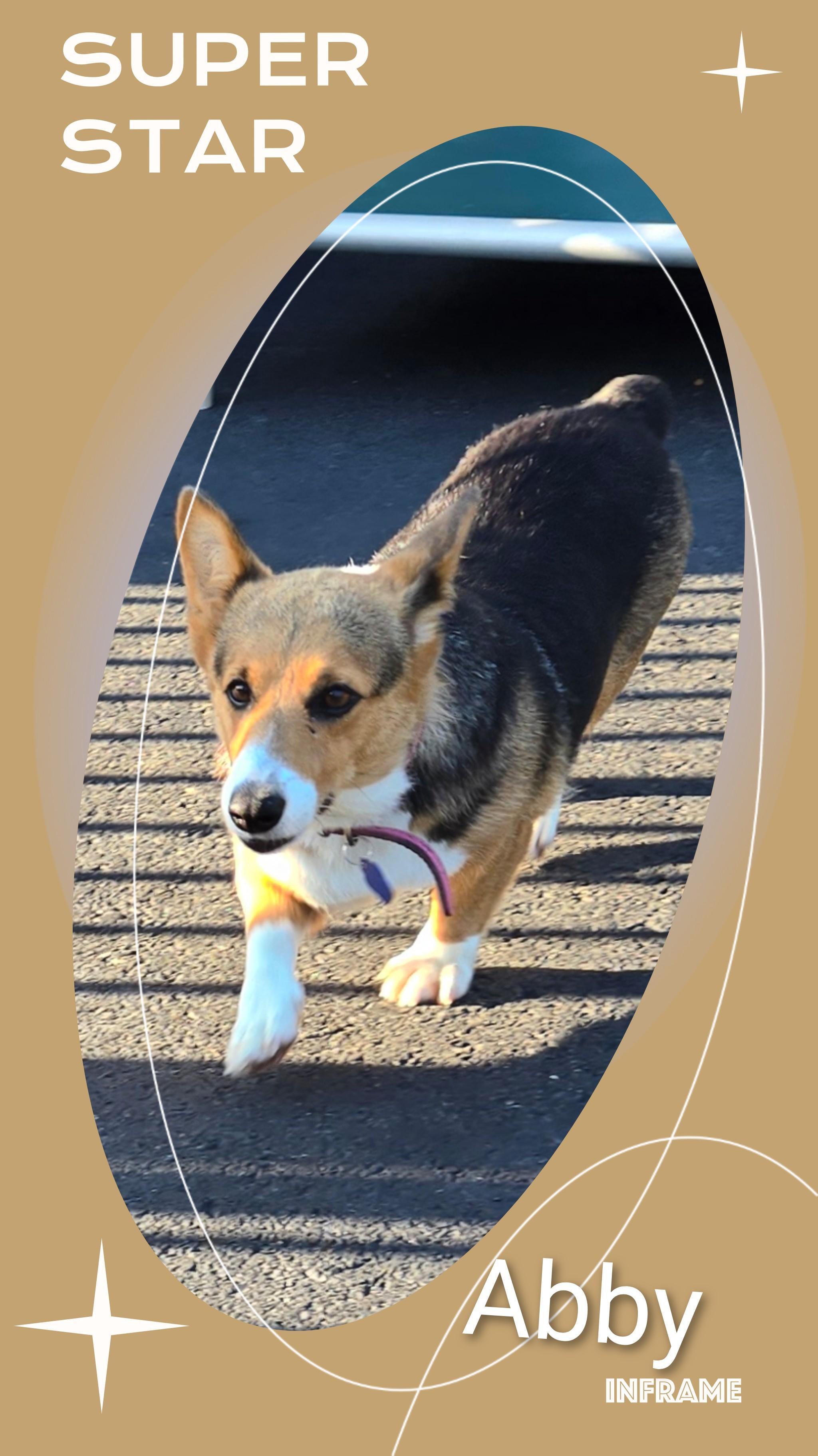 Enlarge Abby, a Adopted Corgi in Fredericksburg, VA image 2/6