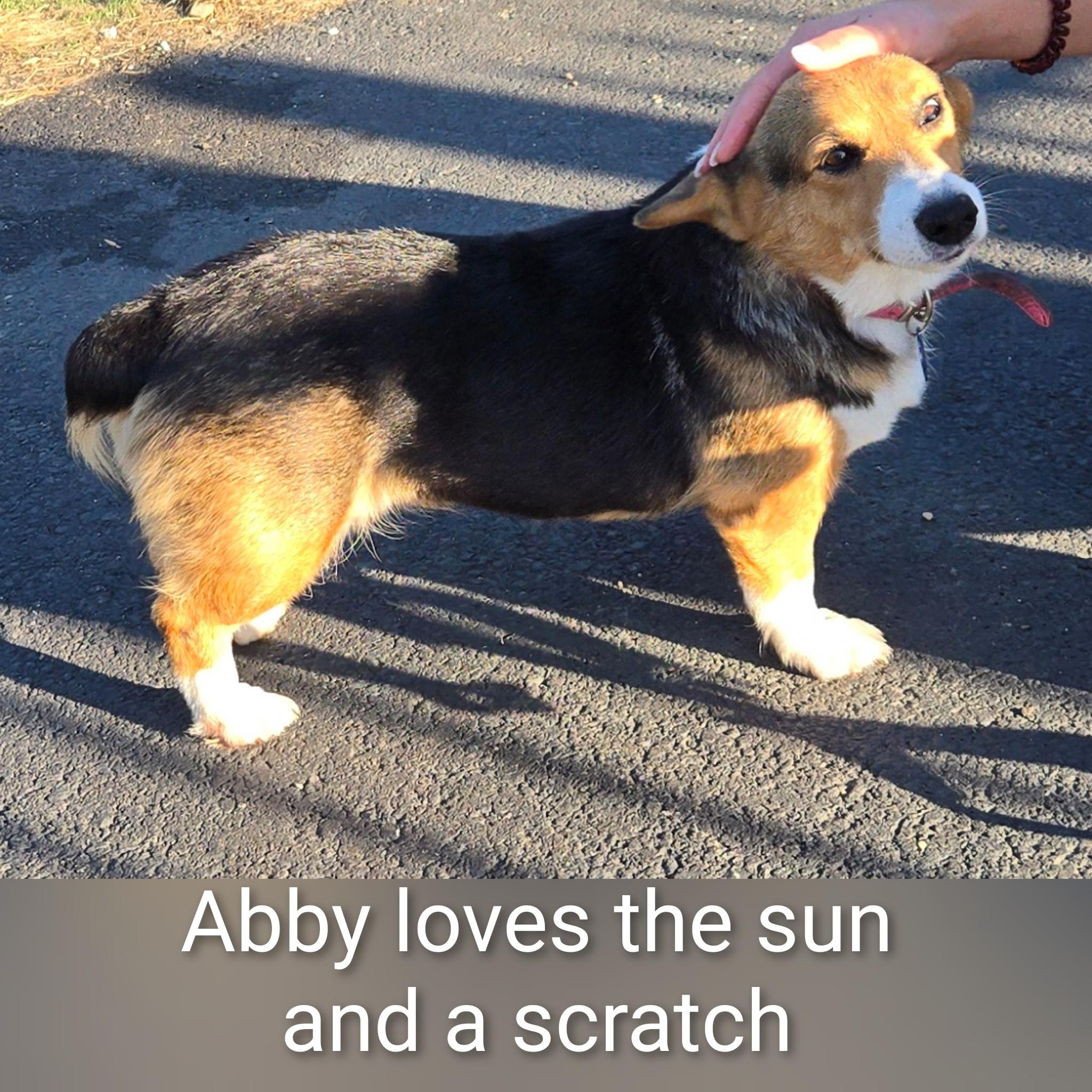 Abby, Adopted, Adult Female Corgi.