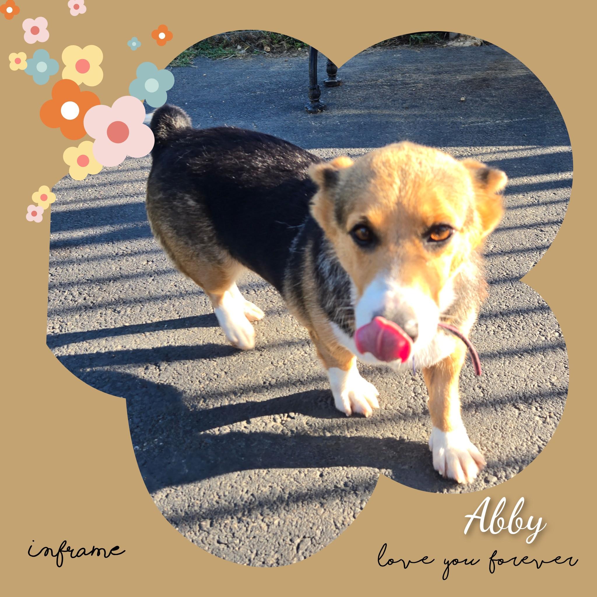 Enlarge Abby, a Adopted Corgi in Fredericksburg, VA image 6/6