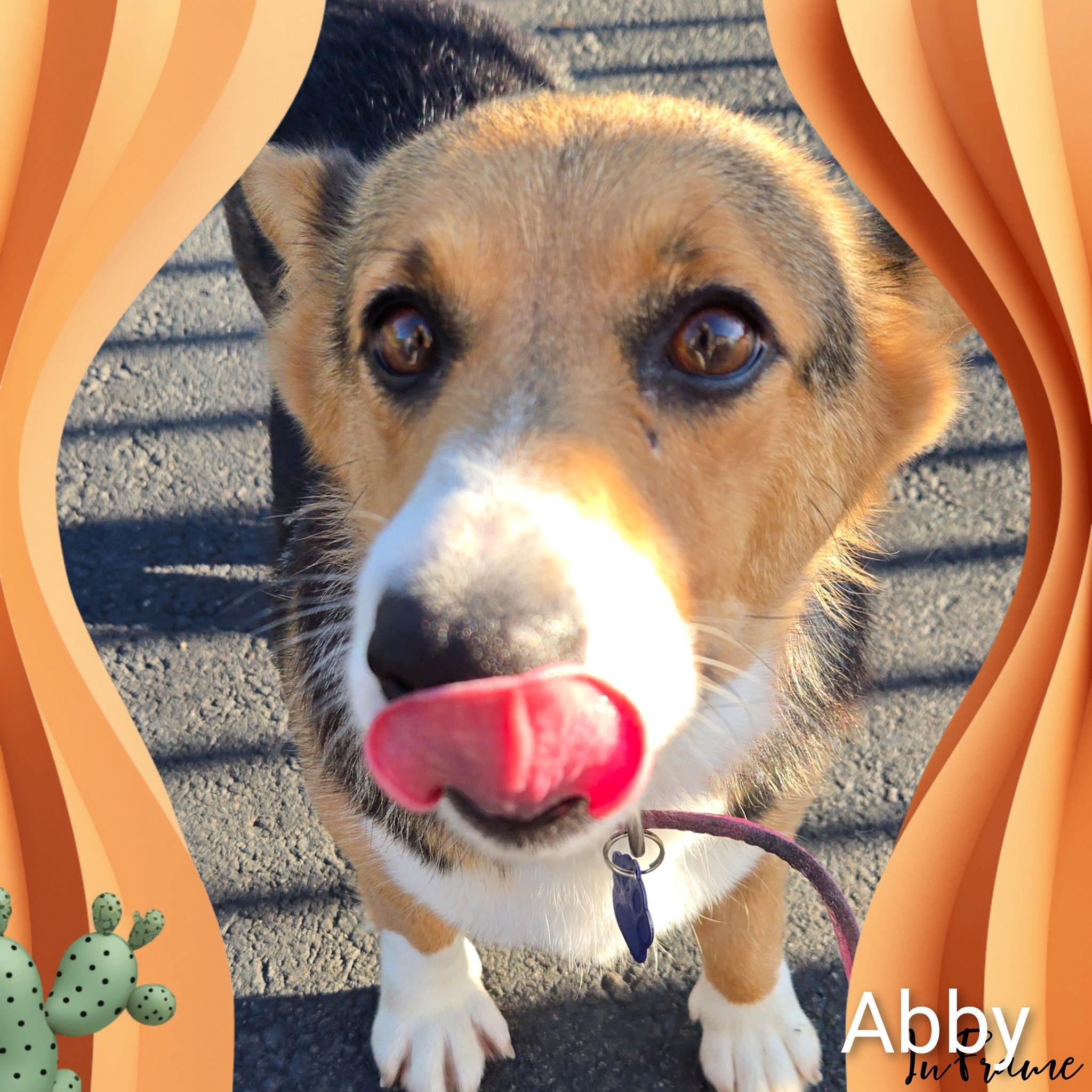 Enlarge Abby, a Adopted Corgi in Fredericksburg, VA image 3/6