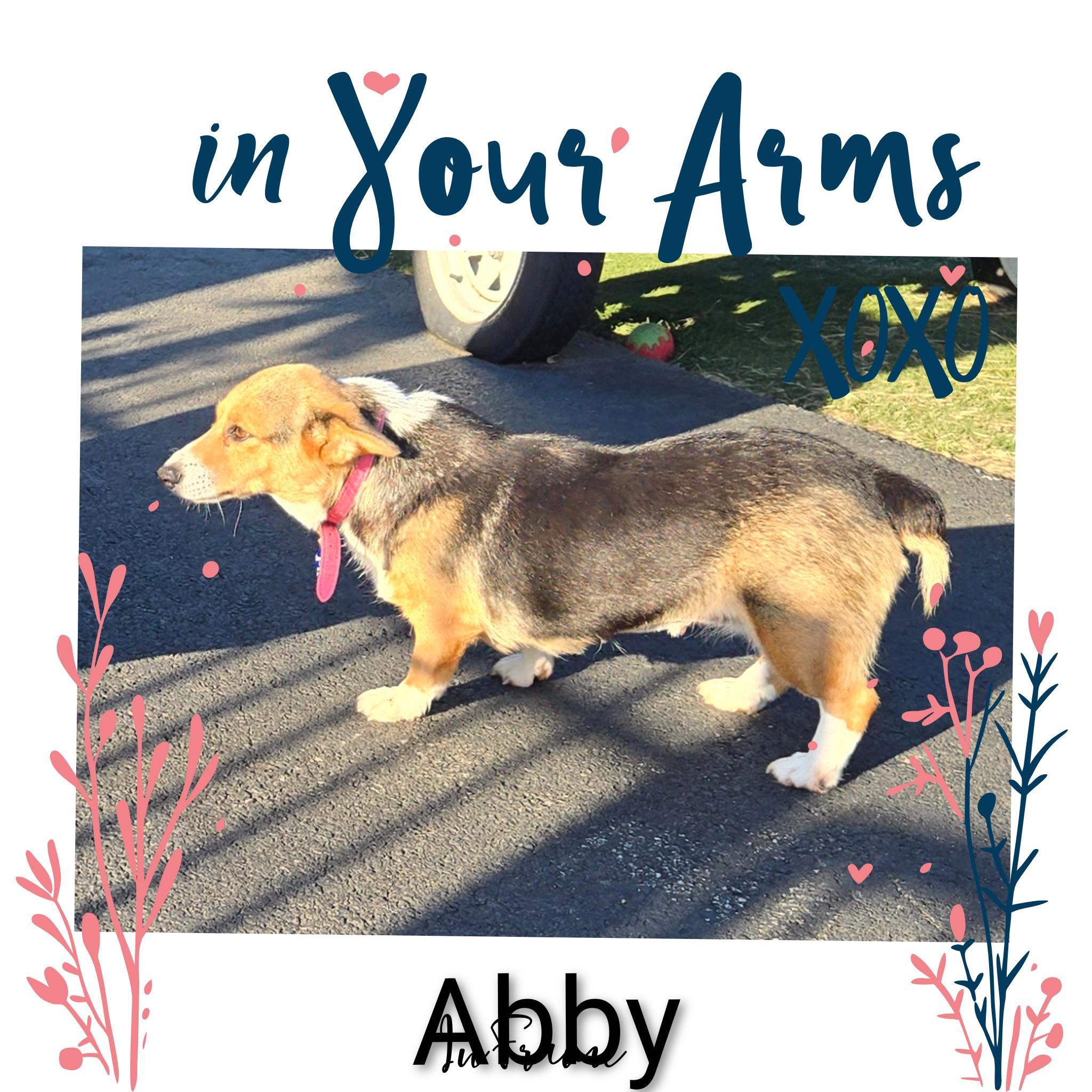 Enlarge Abby, a Adopted Corgi in Fredericksburg, VA image 5/6