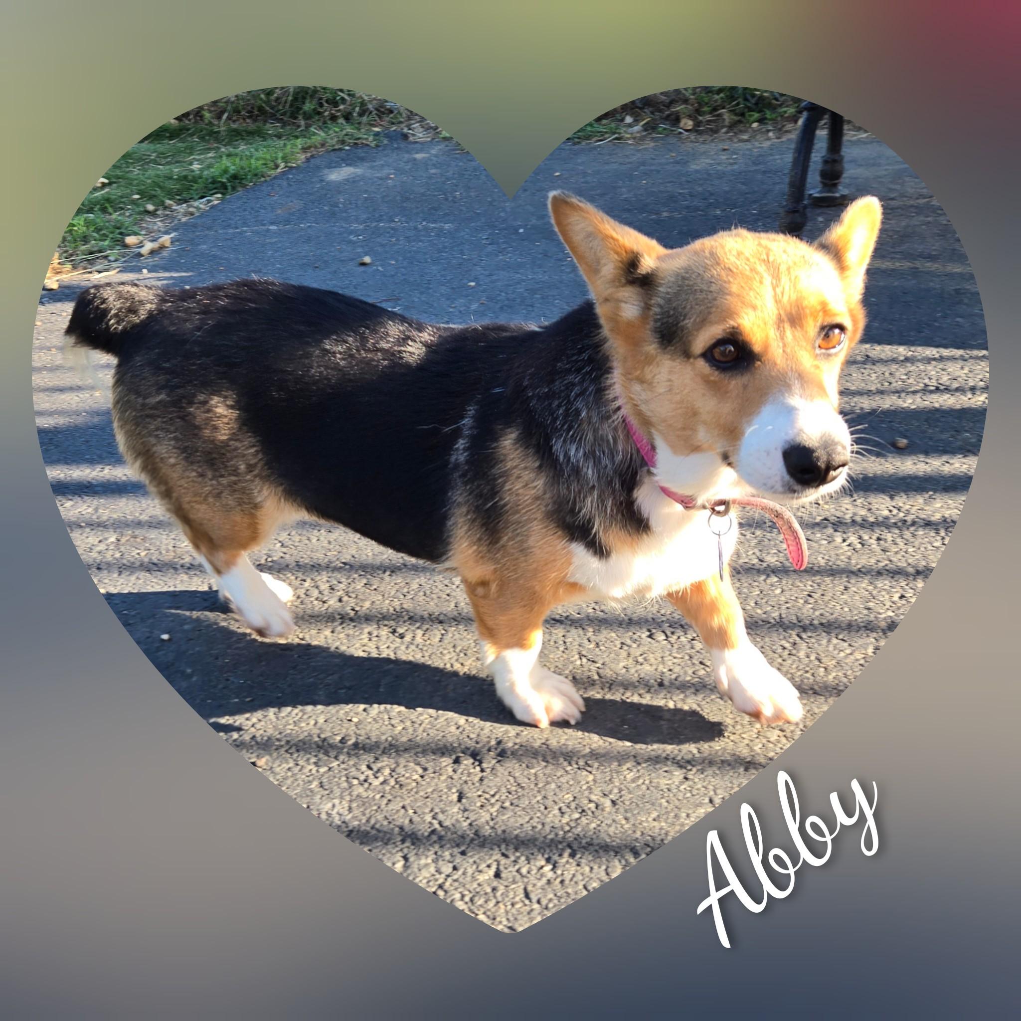 Enlarge Abby, a Adopted Corgi in Fredericksburg, VA image 4/6