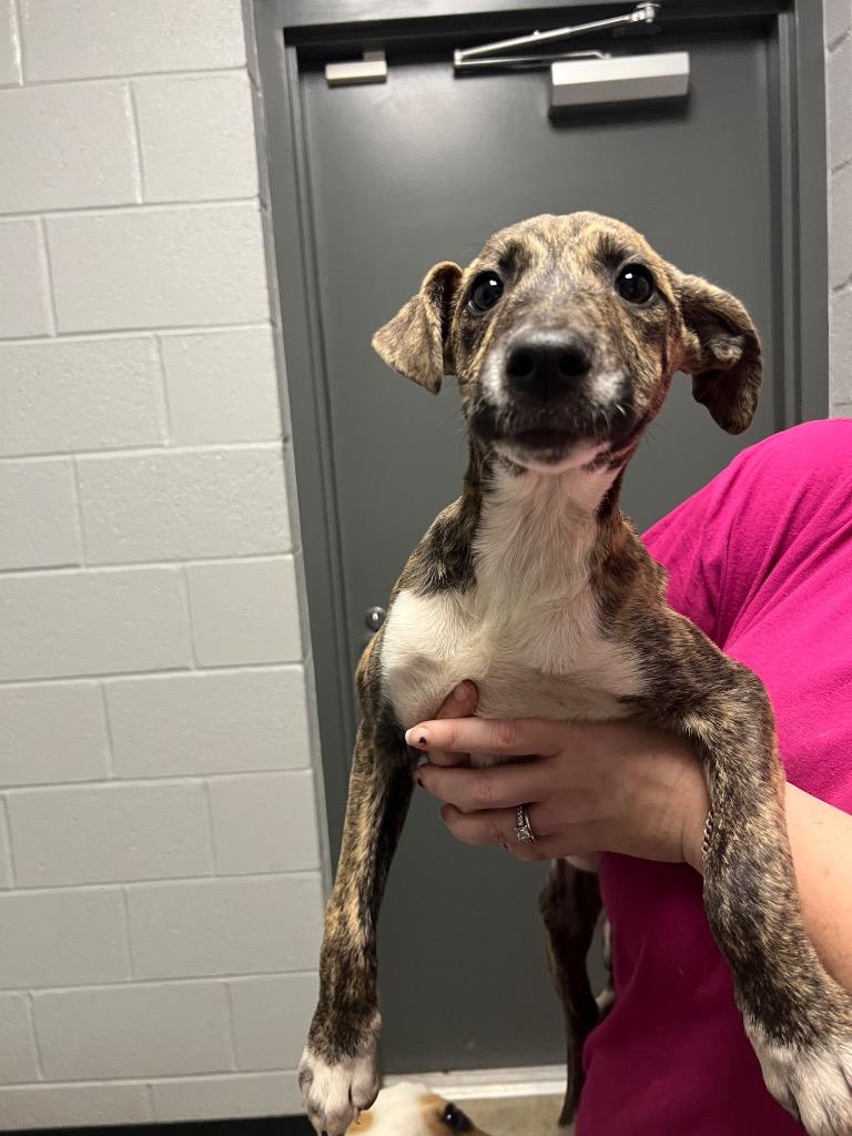 Polly, Adoptable, Young Female Mixed Breed.