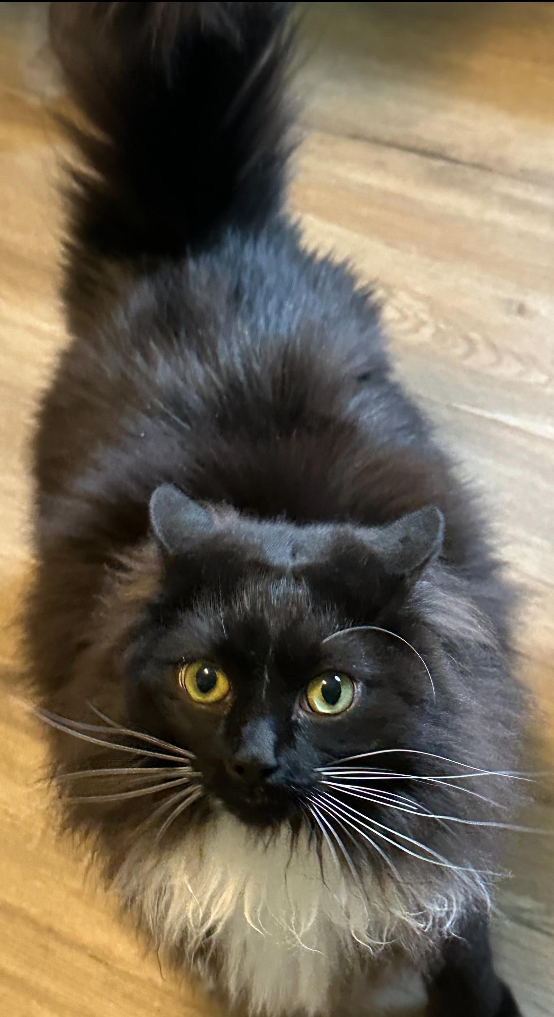 Enlarge Valentino & Giovanni, a ADOPTABLE Norwegian Forest Cat in Charlotte, NC image 2/2