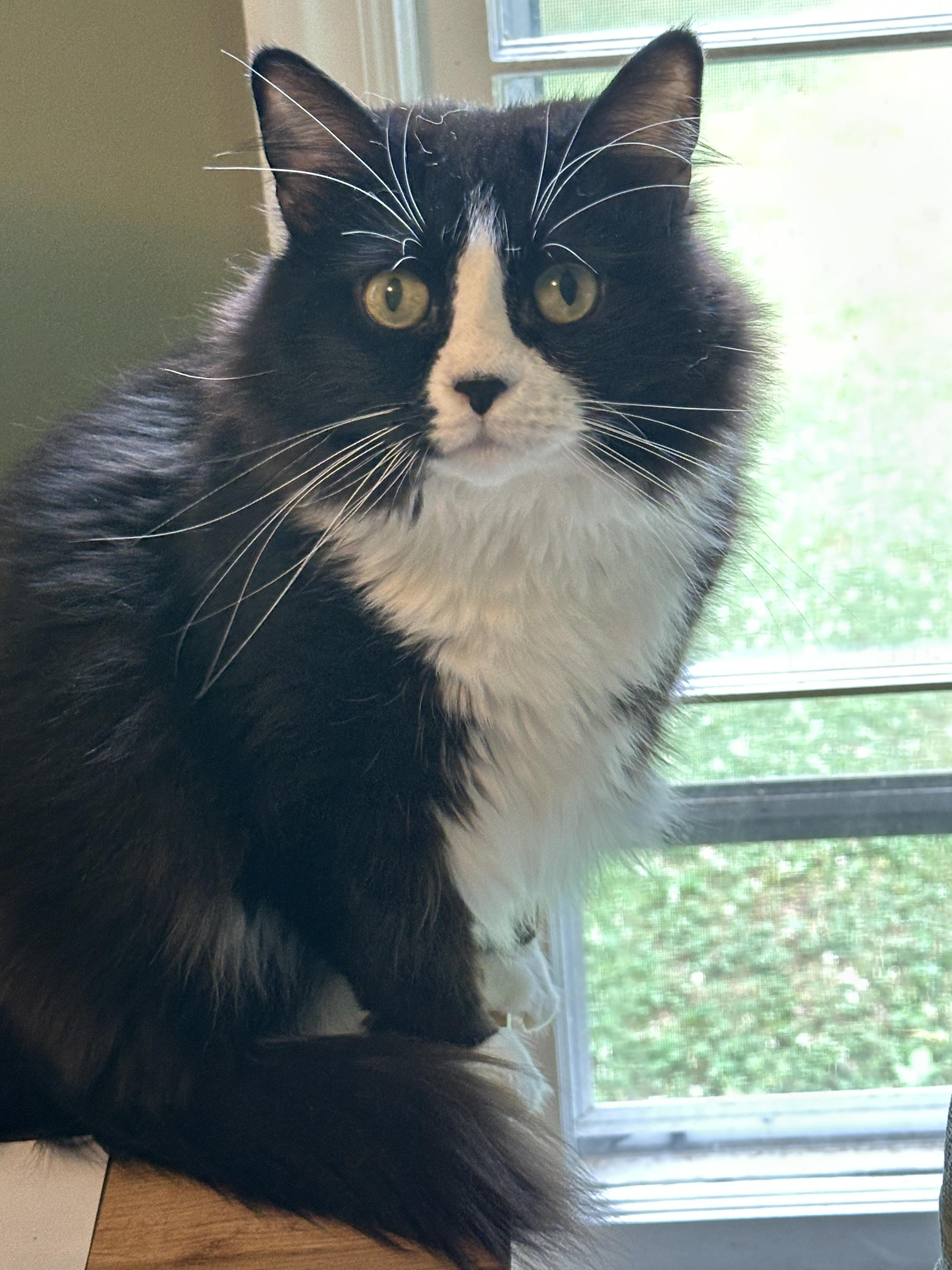 Valentino & Giovanni, ADOPTABLE, Adult Female Norwegian Forest Cat.