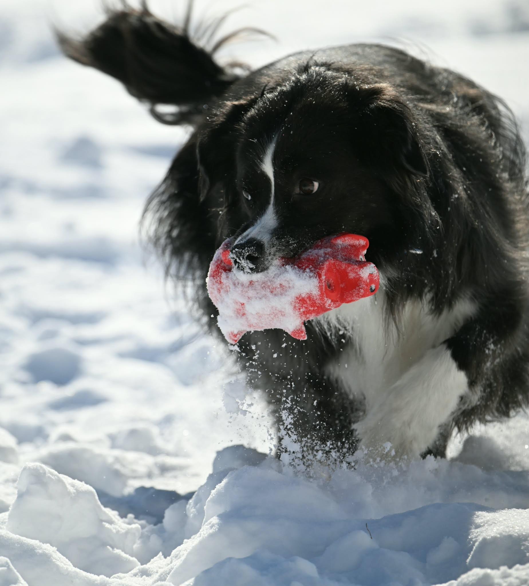 Enlarge Lady Celeste, a ADOPTABLE Border Collie in Seymour, IN image 4/6
