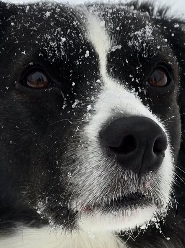 Enlarge Lady Celeste, a ADOPTABLE Border Collie in Seymour, IN image 2/6