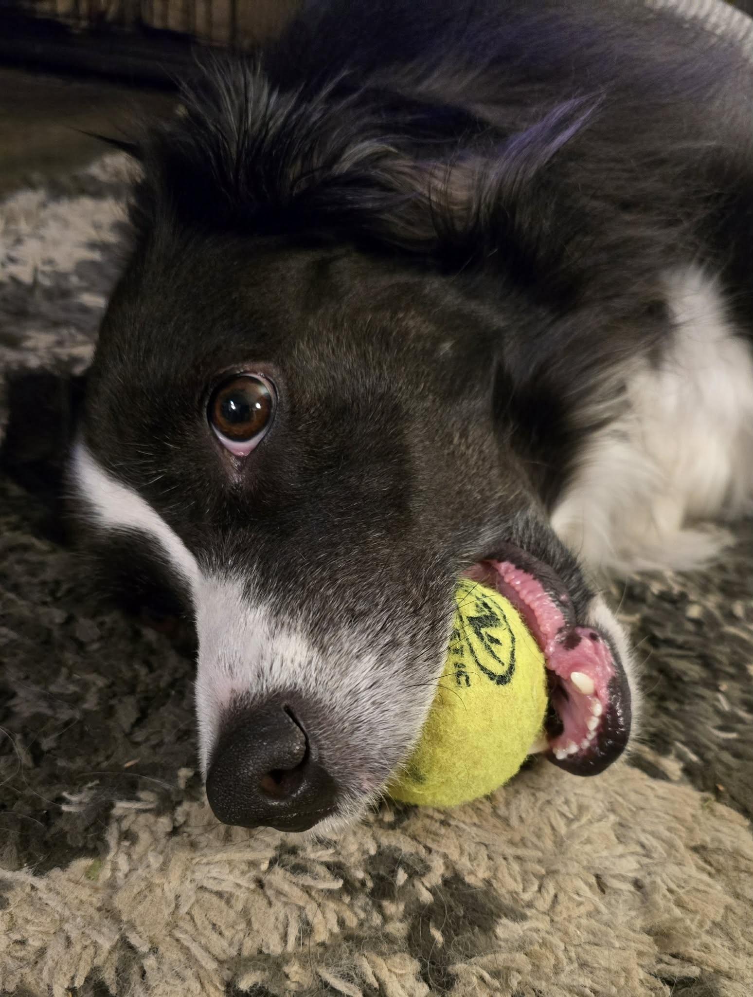 Enlarge Lady Celeste, a ADOPTABLE Border Collie in Seymour, IN image 3/6