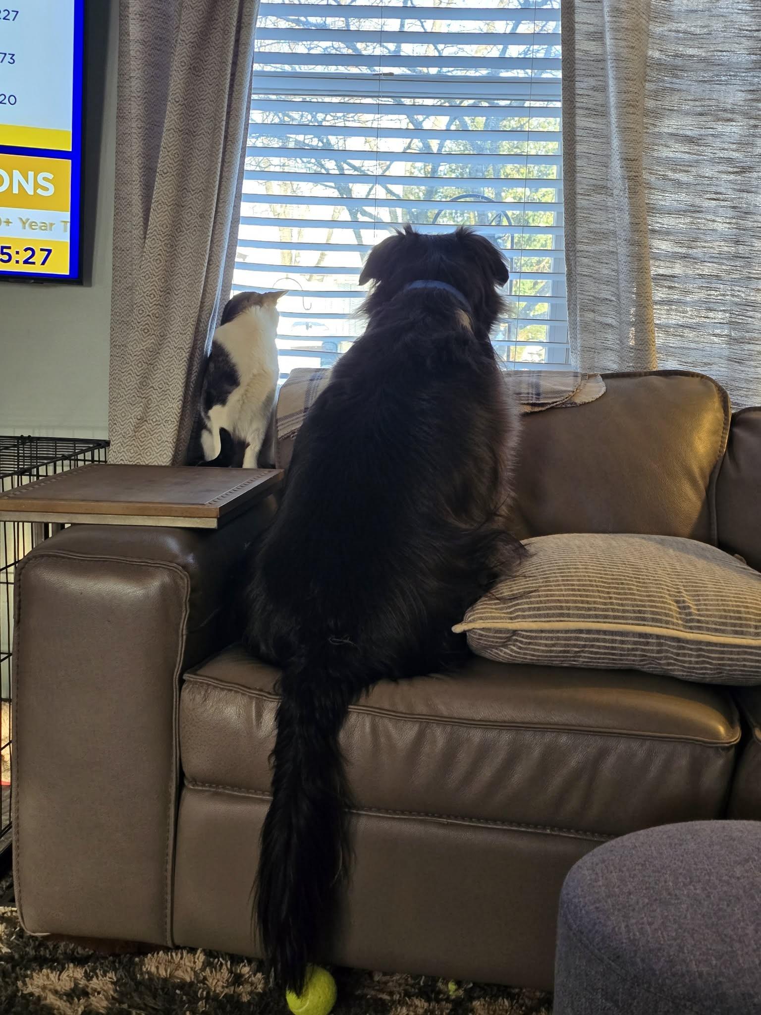 Enlarge Lady Celeste, a ADOPTABLE Border Collie in Seymour, IN image 5/6