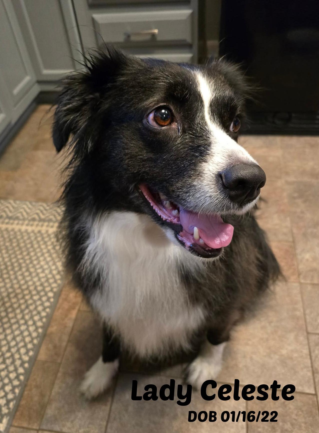 Lady Celeste, ADOPTABLE, Adult Female Border Collie.