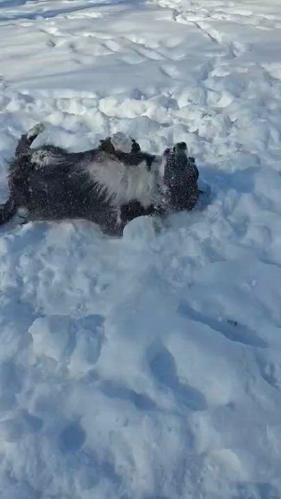 Enlarge Lady Celeste, a ADOPTABLE Border Collie in Seymour, IN video 6/6
