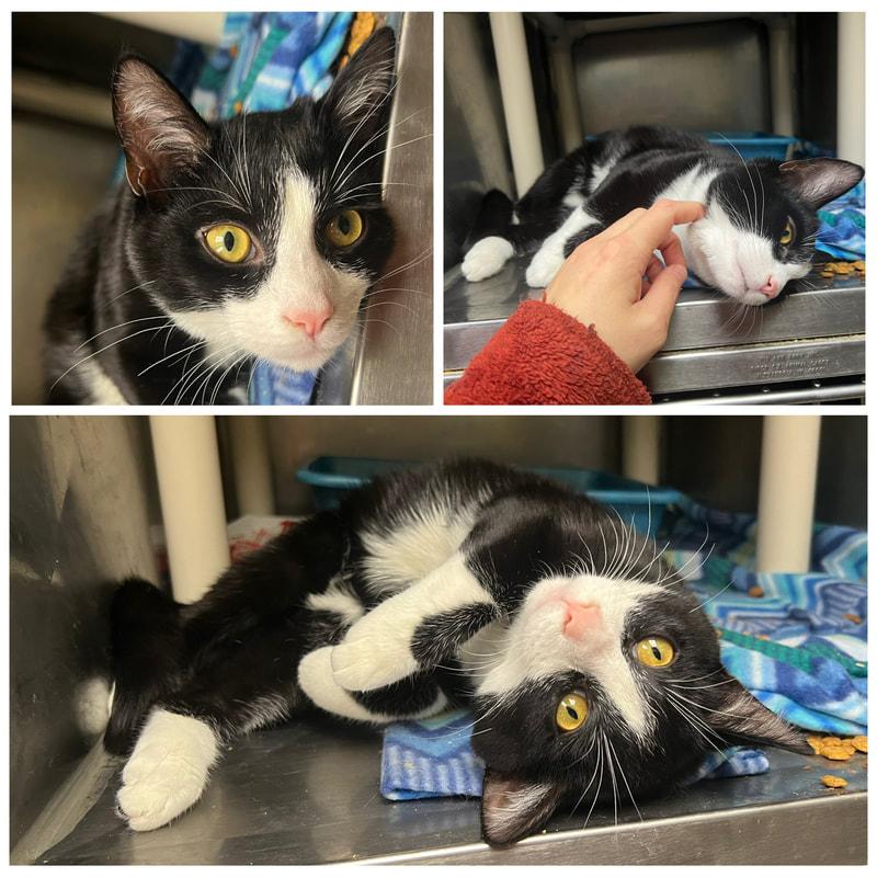 Marty, adopted, Young Male Tuxedo.