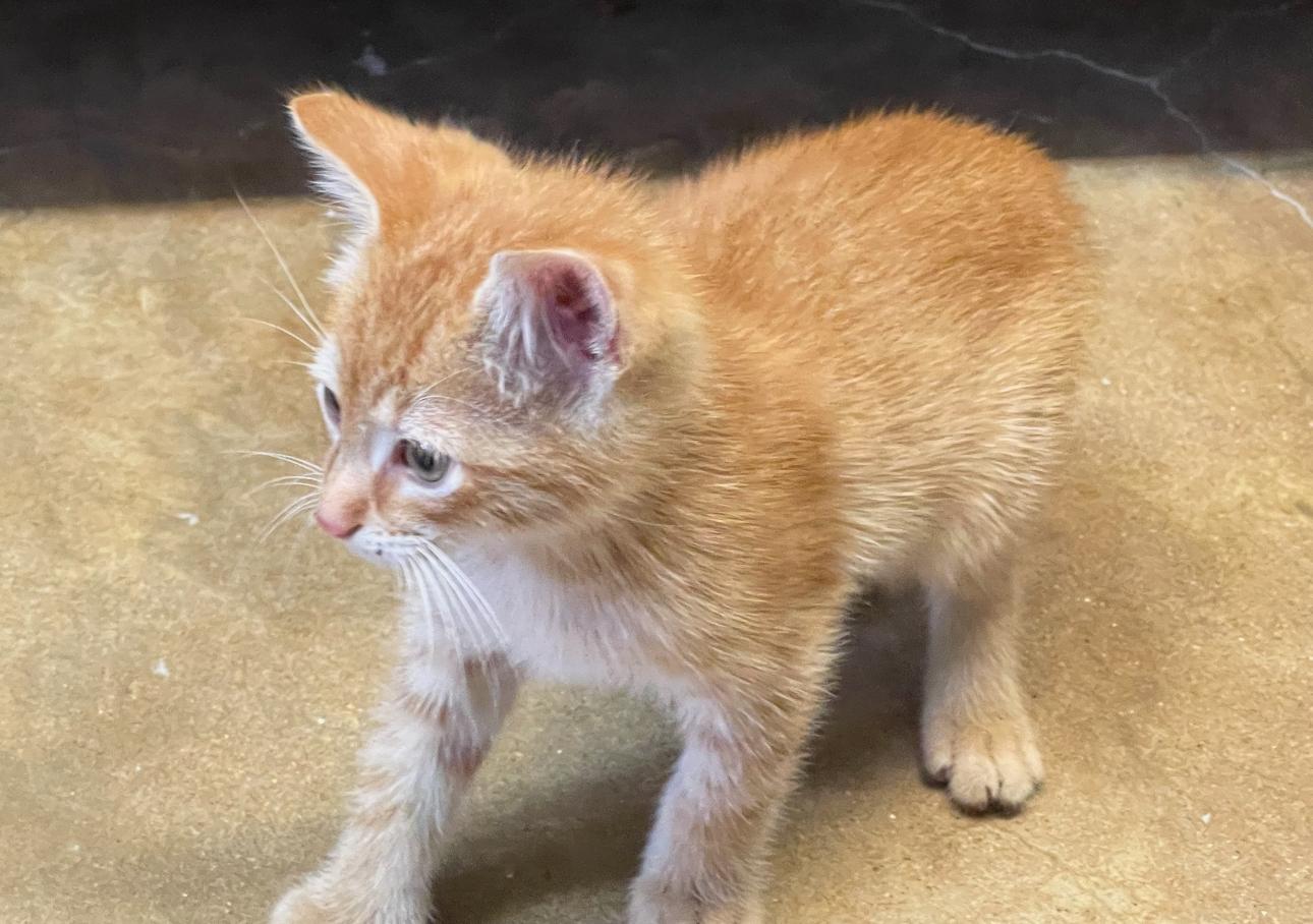 Enlarge Milo, a ADOPTABLE mixed breed in Vicksburg, MS image 1/1