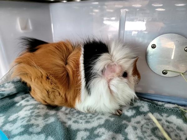 George, Adoptable, Adult Male Guinea Pig.