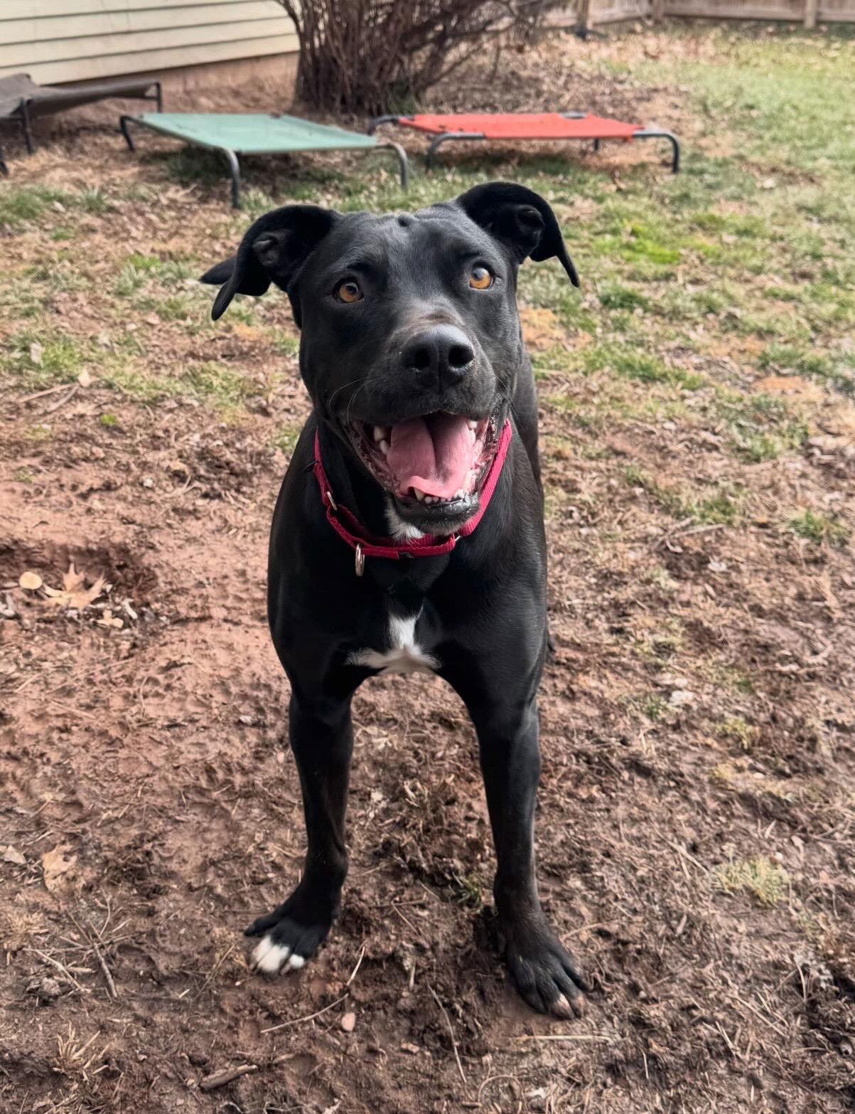 Parker, Adoptable, Young Male Labrador Retriever & Terrier.