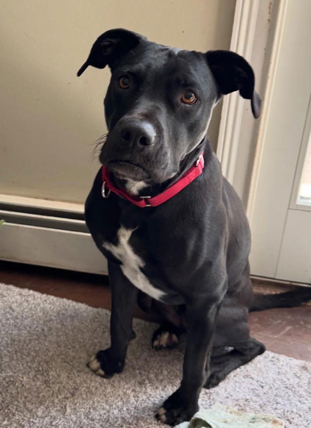 Enlarge Parker, a Adopted mixed breed in Doylestown, PA image 2/3