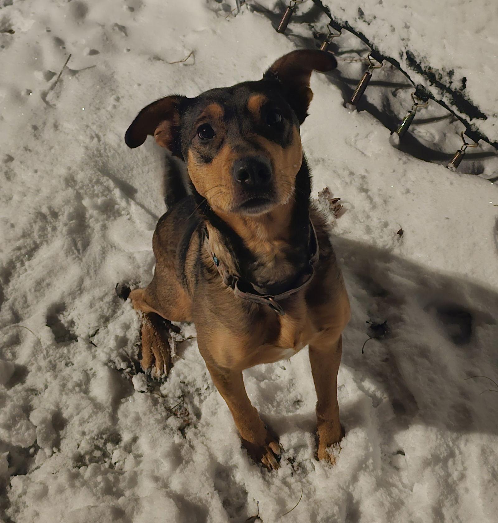 Enlarge Pepi, a Adoptable Shepherd in Brooklyn Center, MN image 1/3