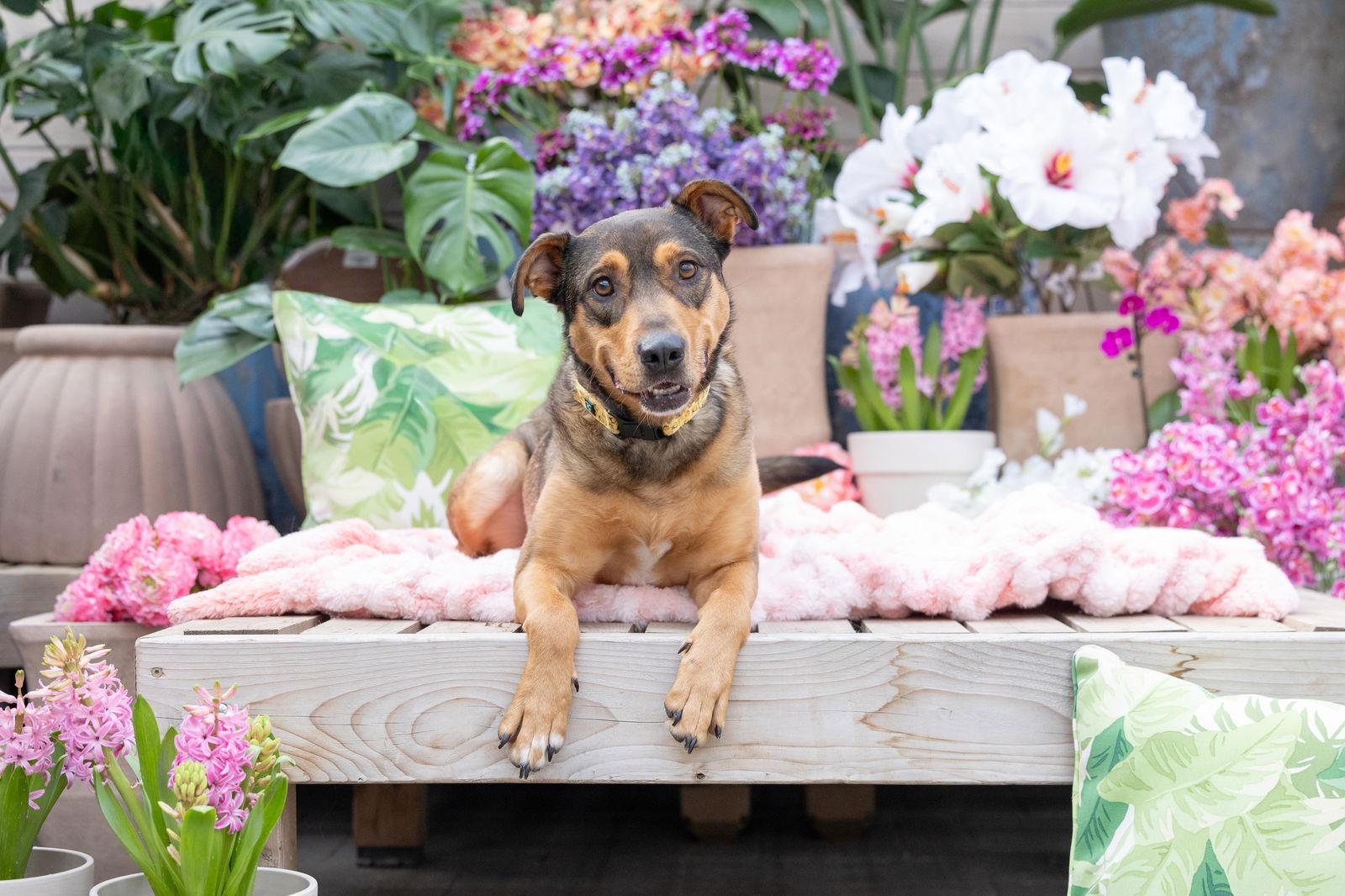Enlarge Pepi, a Adoptable Shepherd in Brooklyn Center, MN image 1/3