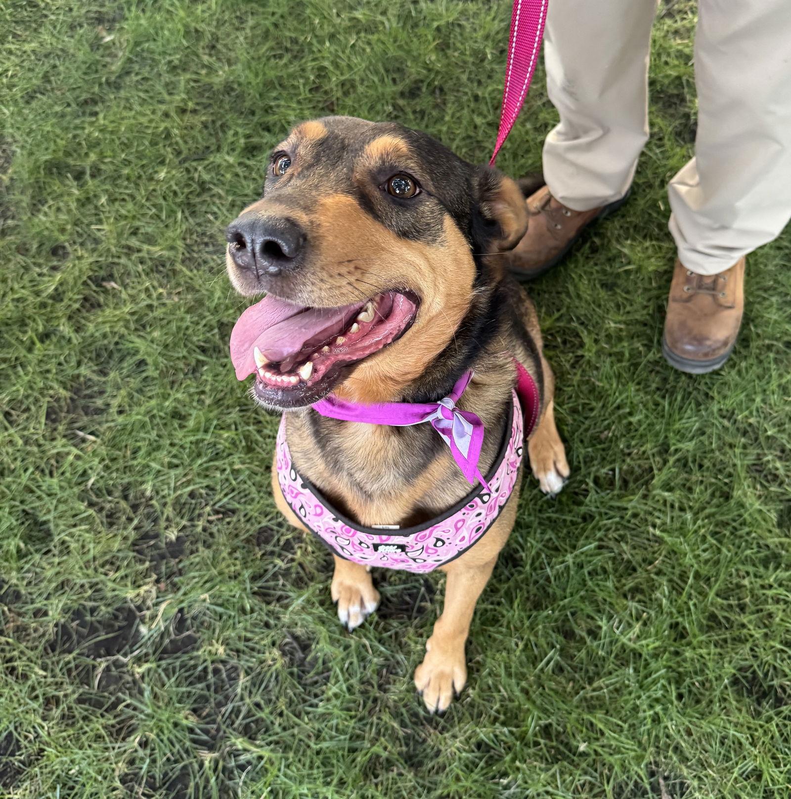 Enlarge Pepi, a Adoptable Shepherd in Brooklyn Center, MN image 2/3