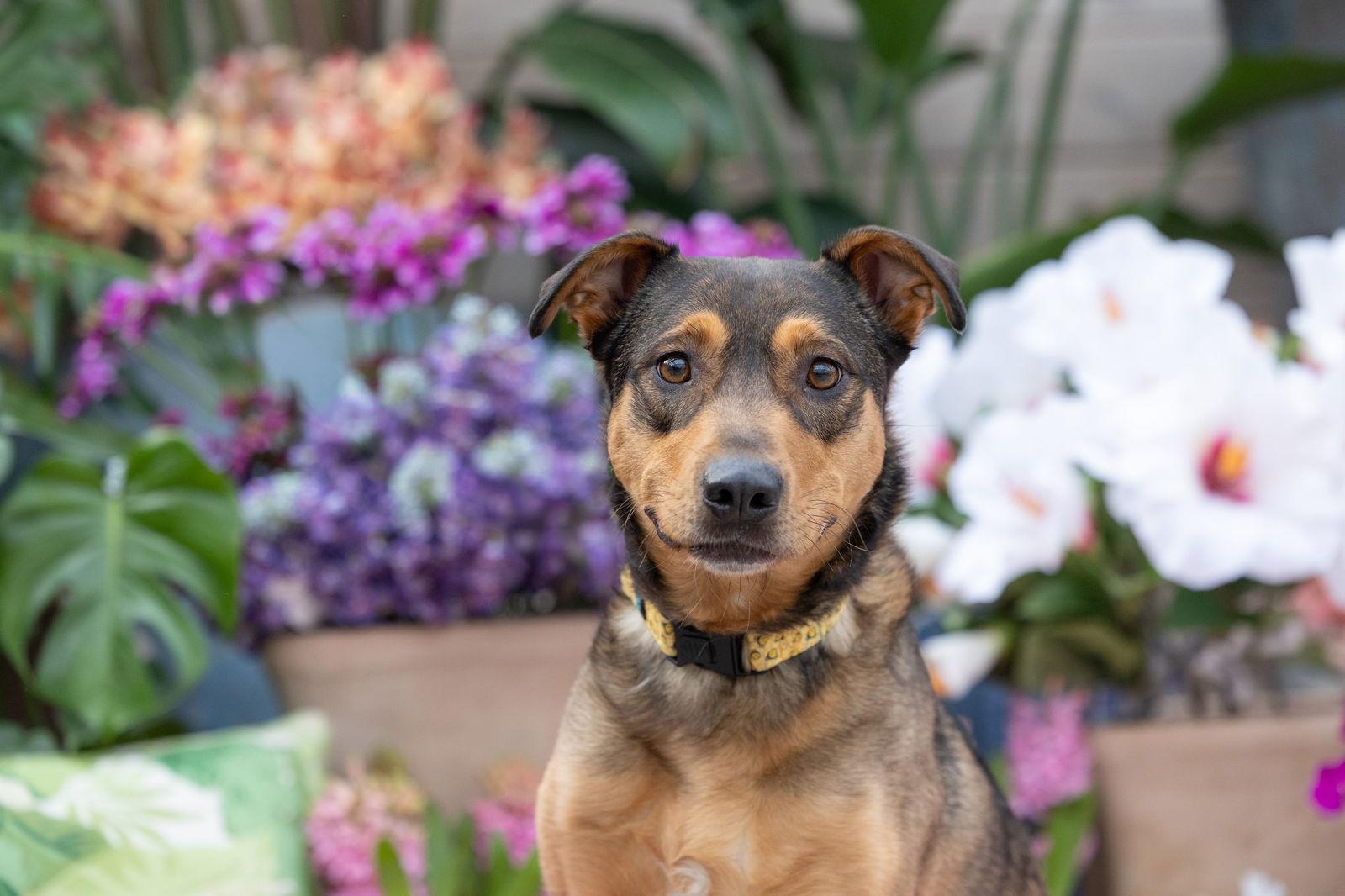 Enlarge Pepi, a Adoptable Shepherd in Brooklyn Center, MN image 2/3