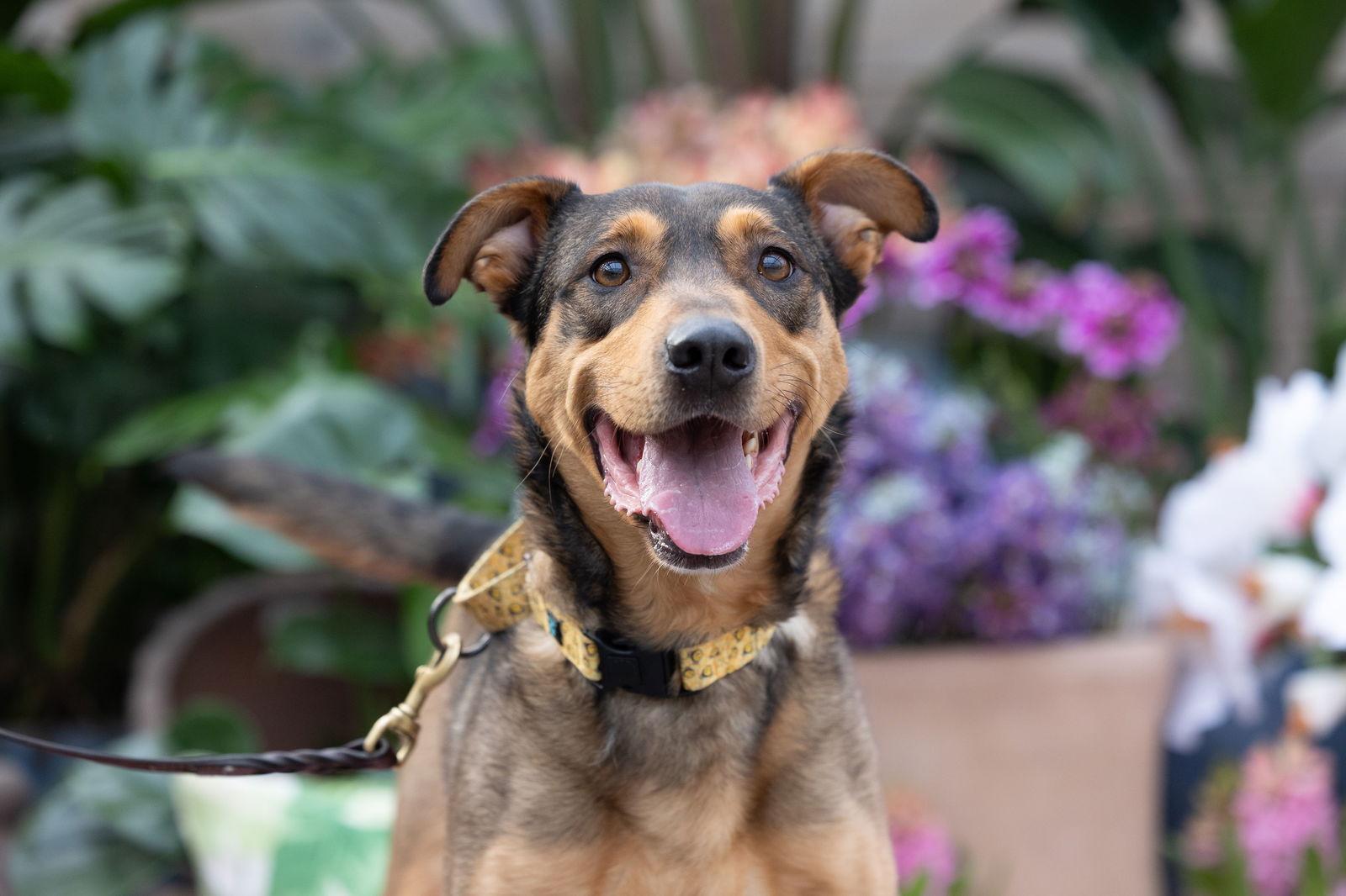 Enlarge Pepi, a Adoptable Shepherd in Brooklyn Center, MN image 3/3