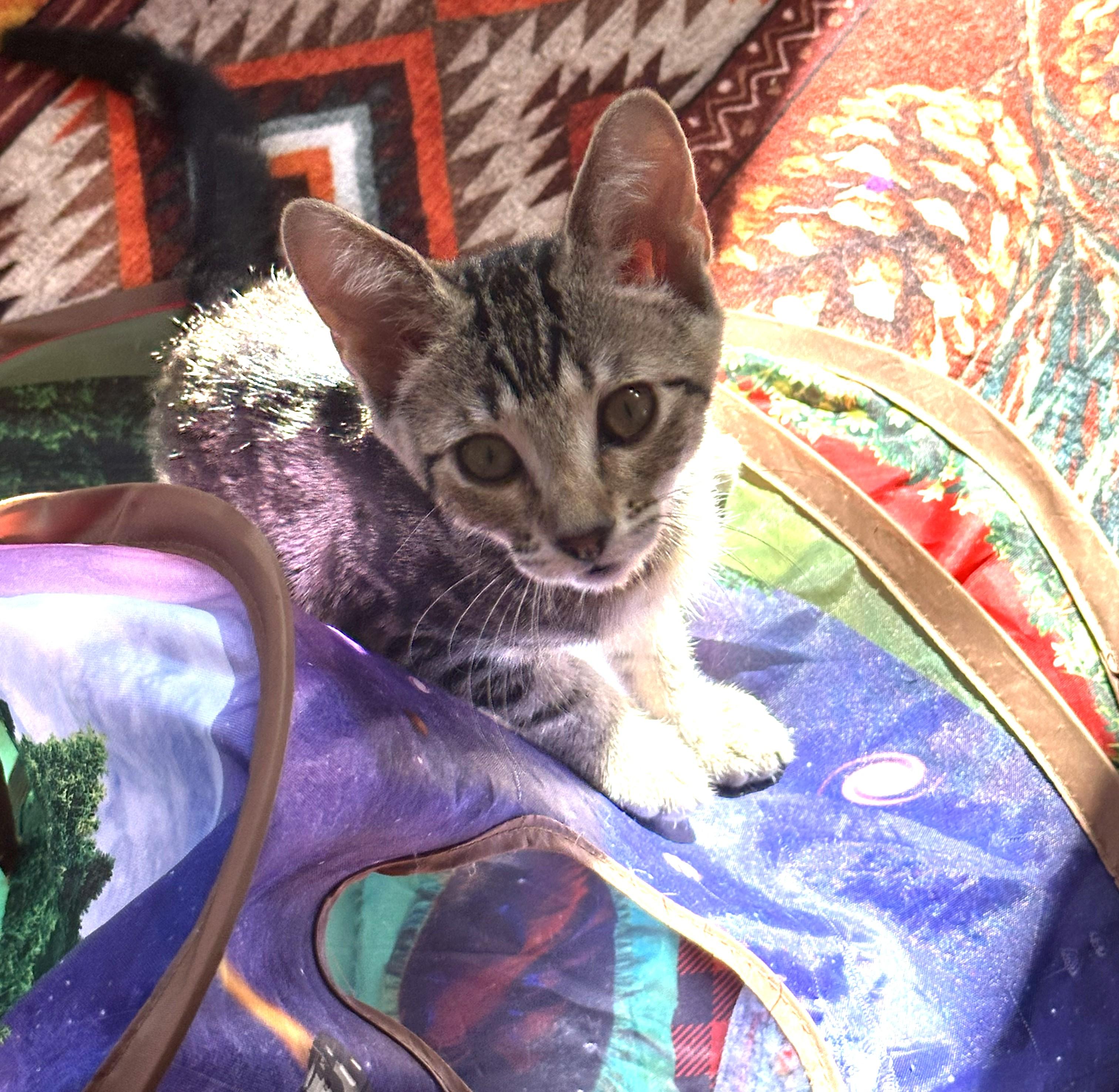 Enlarge Millie — The Sweet Little Greeter, a Adopted Domestic Short Hair in Prescott, AZ image 1/3