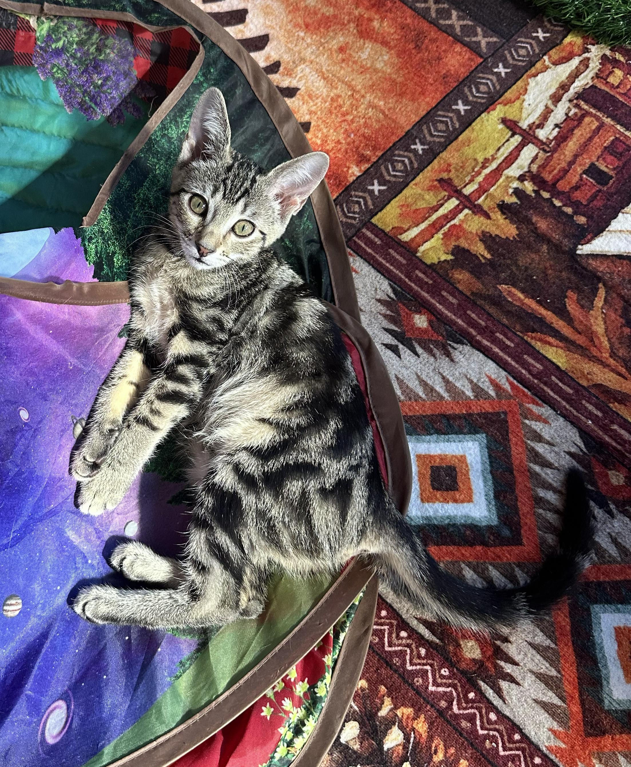 Enlarge Millie — The Sweet Little Greeter, a Adopted Domestic Short Hair in Prescott, AZ image 2/3