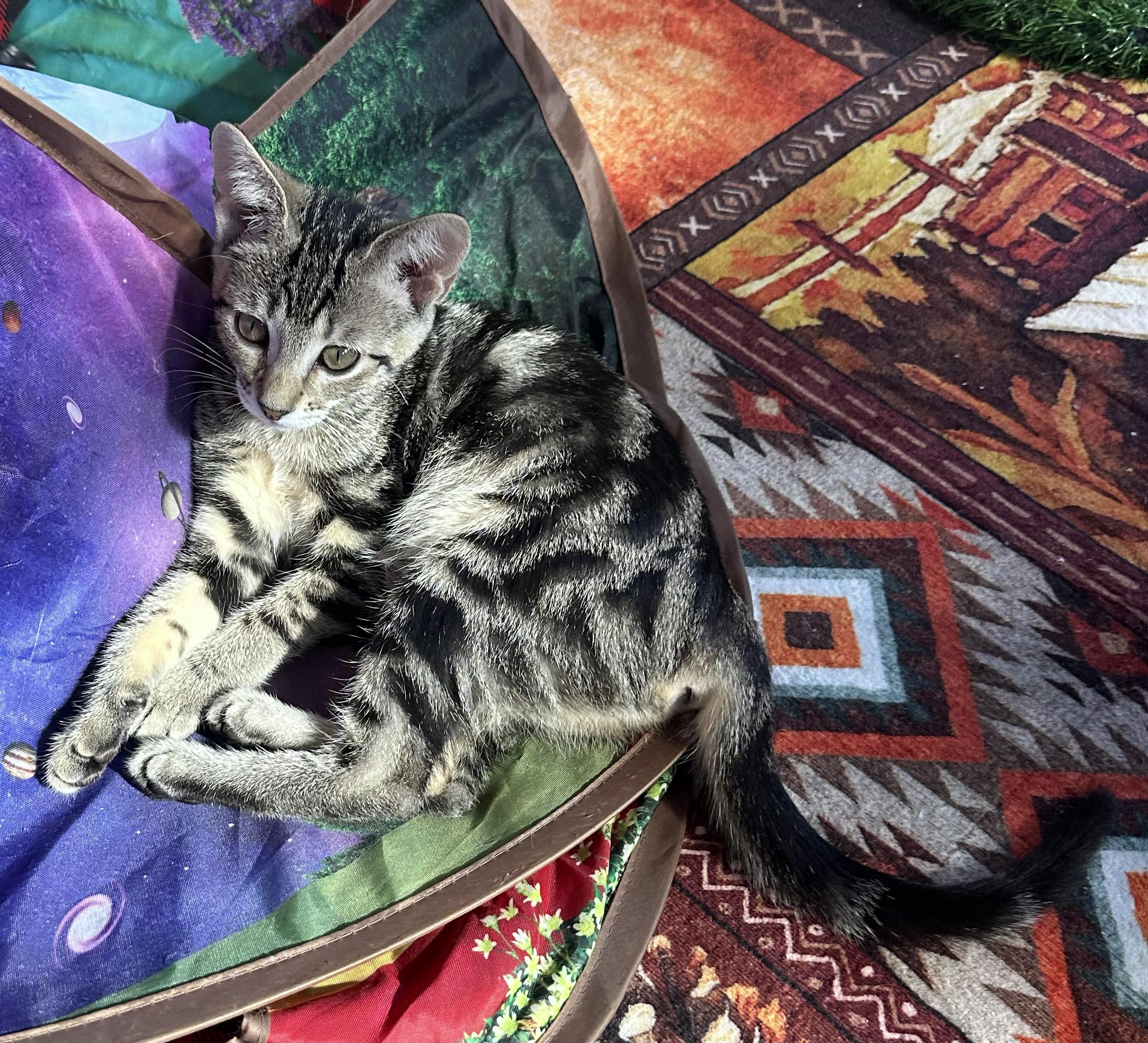 Enlarge Millie — The Sweet Little Greeter, a Adopted Domestic Short Hair in Prescott, AZ image 3/3