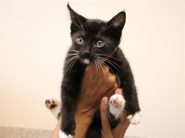 DINAH, Adoptable, Kitten Female Domestic Medium Hair.