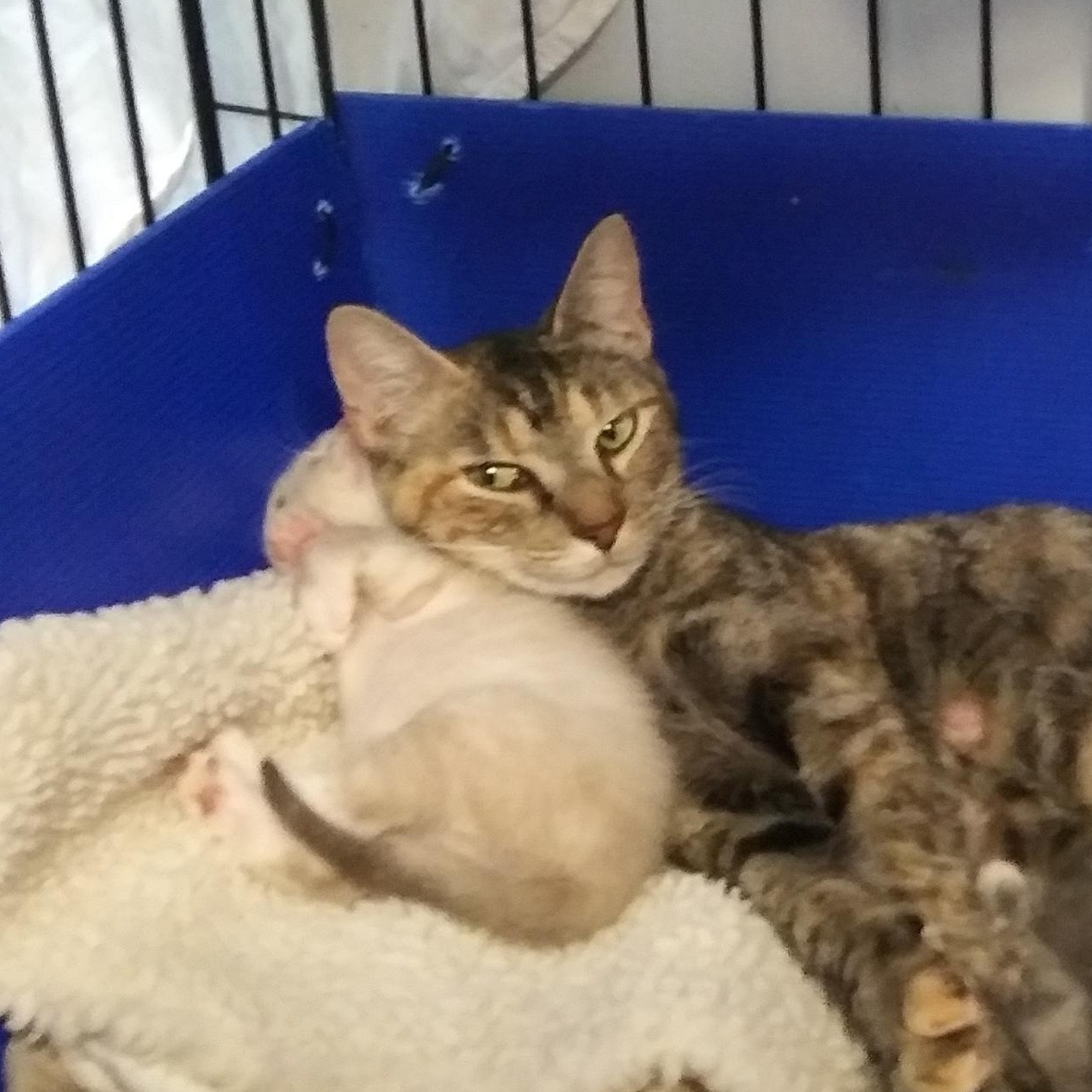 Darling (Available after kittens are weaned) photo