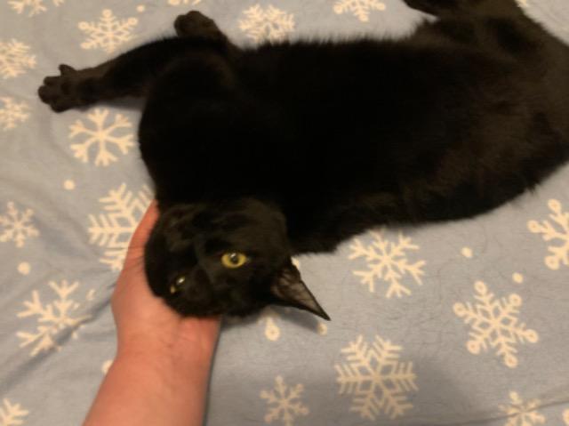 Coal, Adoptable, Senior Male Domestic Short Hair.