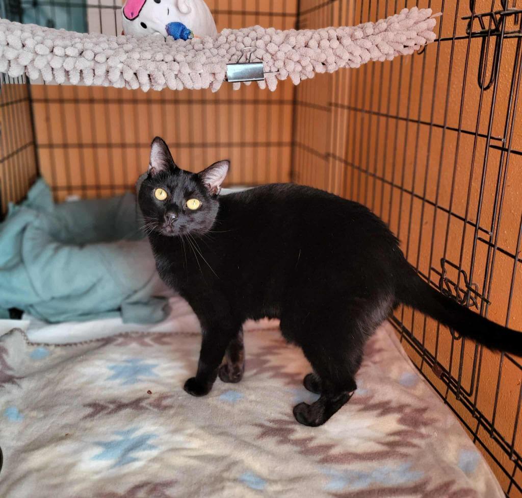Enlarge Coal, a Adoptable mixed breed in Pawtucket, RI image 2/5