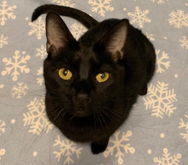Enlarge Coal, a Adoptable mixed breed in Pawtucket, RI image 3/5