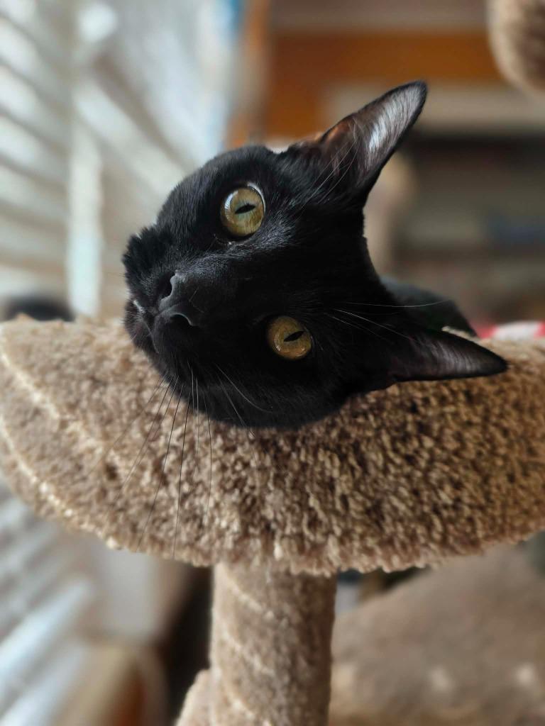 Enlarge Coal, a Adoptable mixed breed in Pawtucket, RI image 4/5
