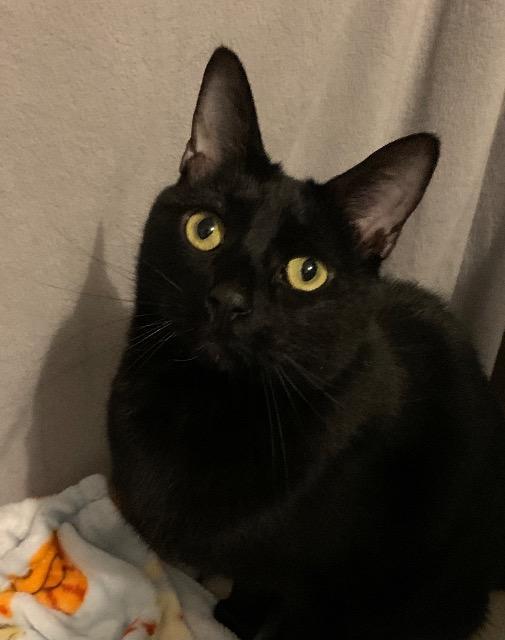 Enlarge Coal, a Adoptable mixed breed in Pawtucket, RI image 5/5